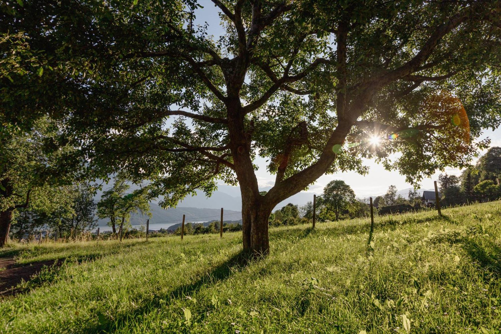 Bio- Und Vitalbauernhof Bacherhof Millstatt Bagian luar foto